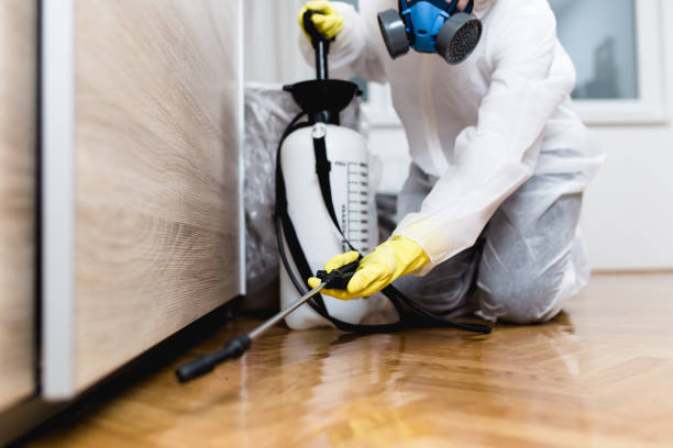 Best Wasp Removal Services  in Dimmitt, TX