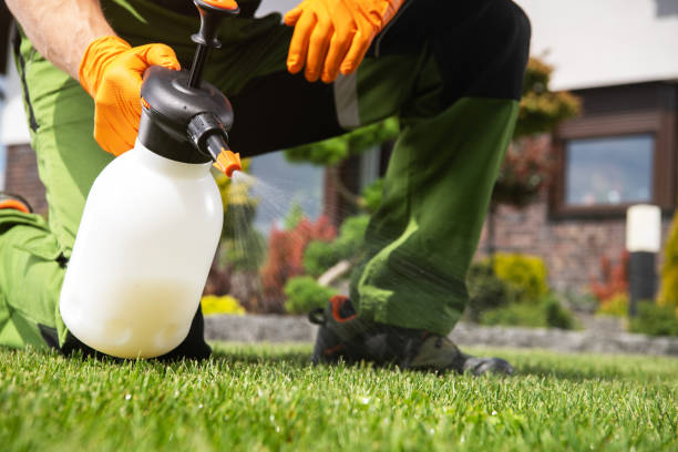 Wasp Removal Services in Dimmitt, TX