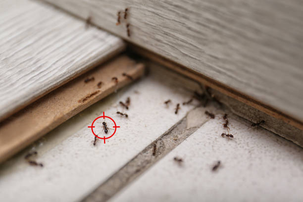 Best Spider Control Near Me  in Dimmitt, TX
