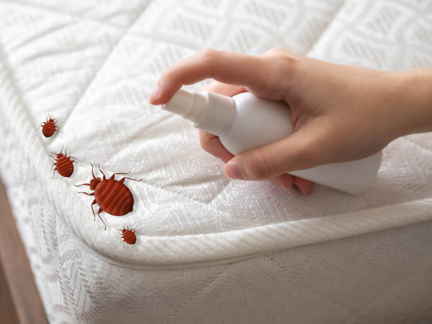 Best Ant Control Services  in Dimmitt, TX