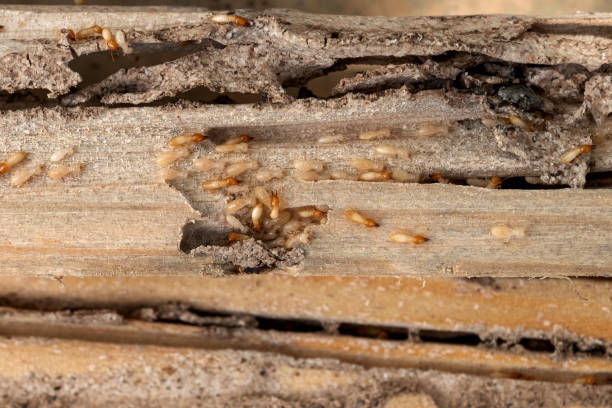 Best Residential Pest Control  in Dimmitt, TX