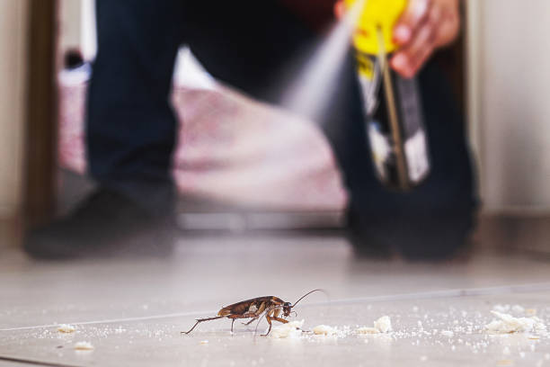 Best Pest Removal Services  in Dimmitt, TX