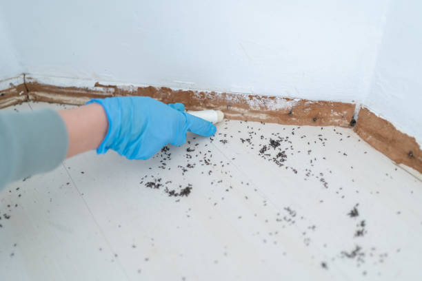 Best Bed Bug Extermination  in Dimmitt, TX