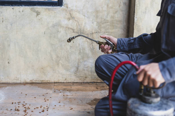 Best Rat Extermination Near Me  in Dimmitt, TX